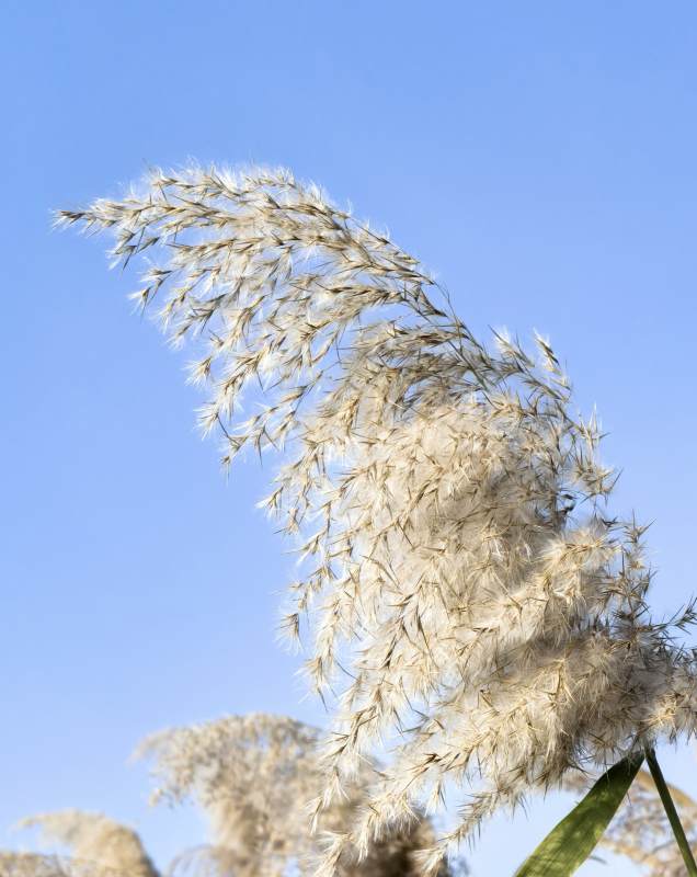 芦苇随风舞图片