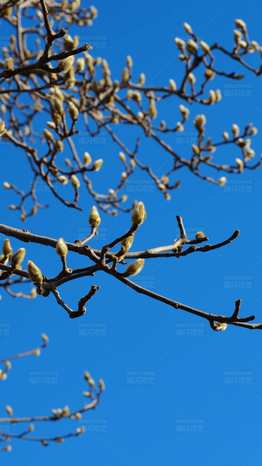 春日嫩芽映蓝天图片