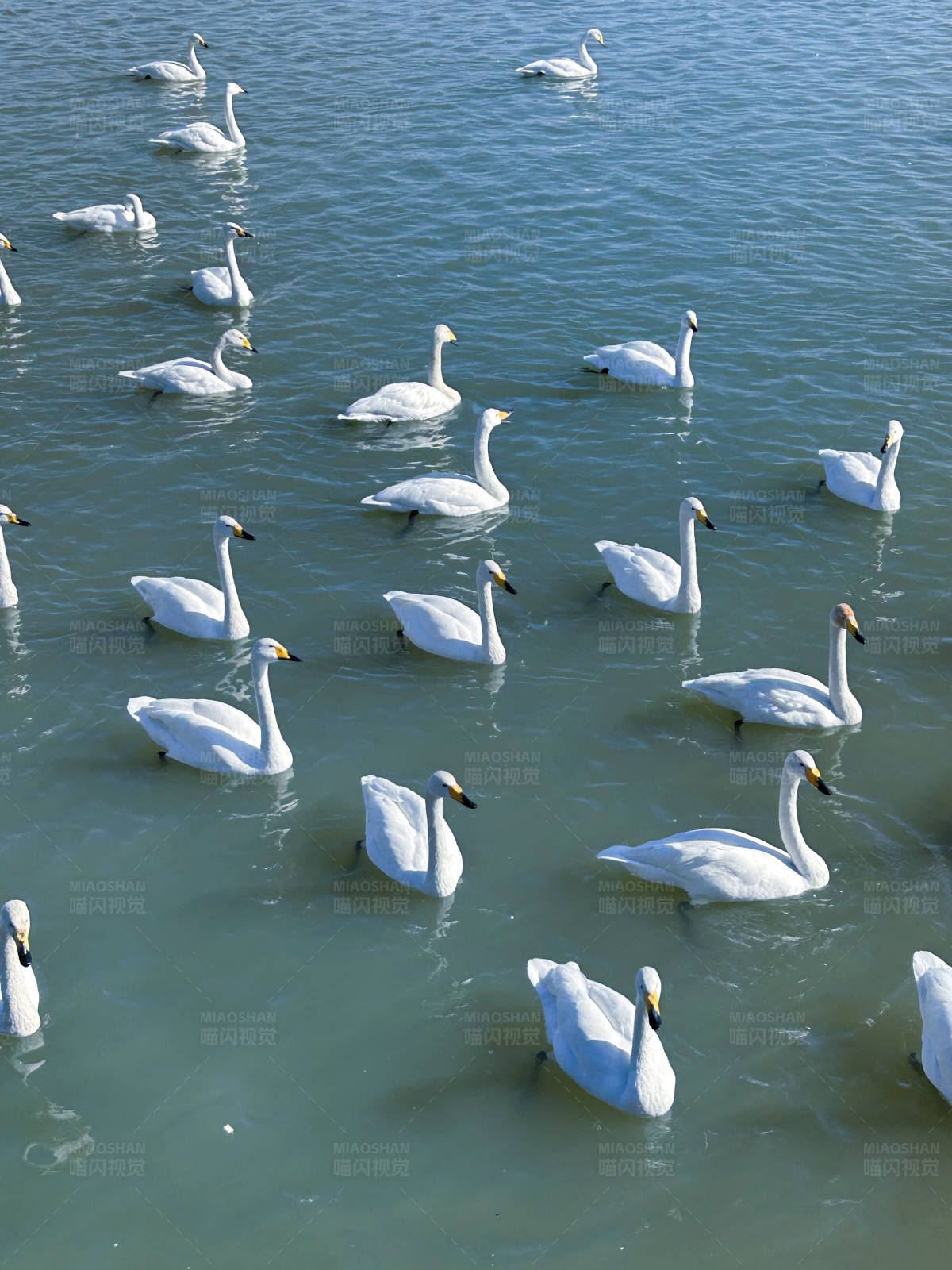 湖面上的天鹅群图片