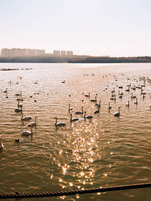 湖面天鹅群图片