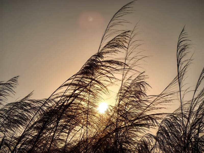 夕阳下的芦苇图片