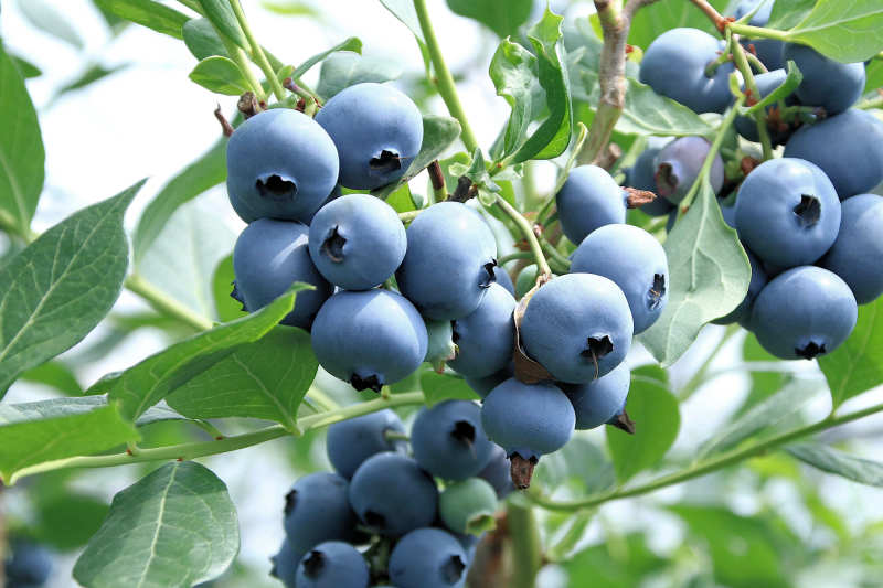 蓝莓丰收图片