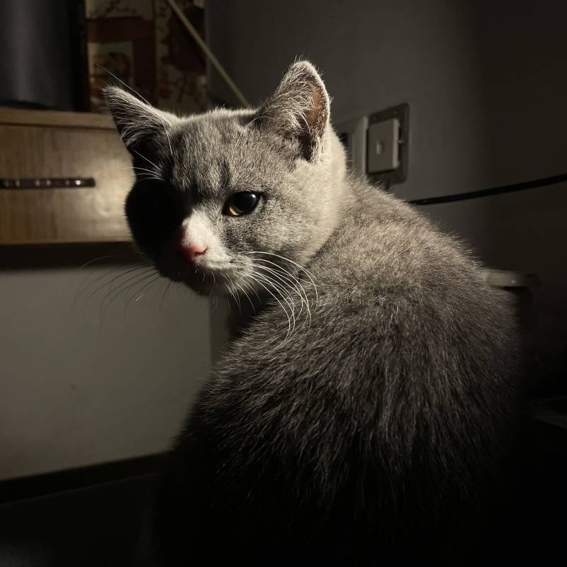 暗室中的警觉灰猫图片