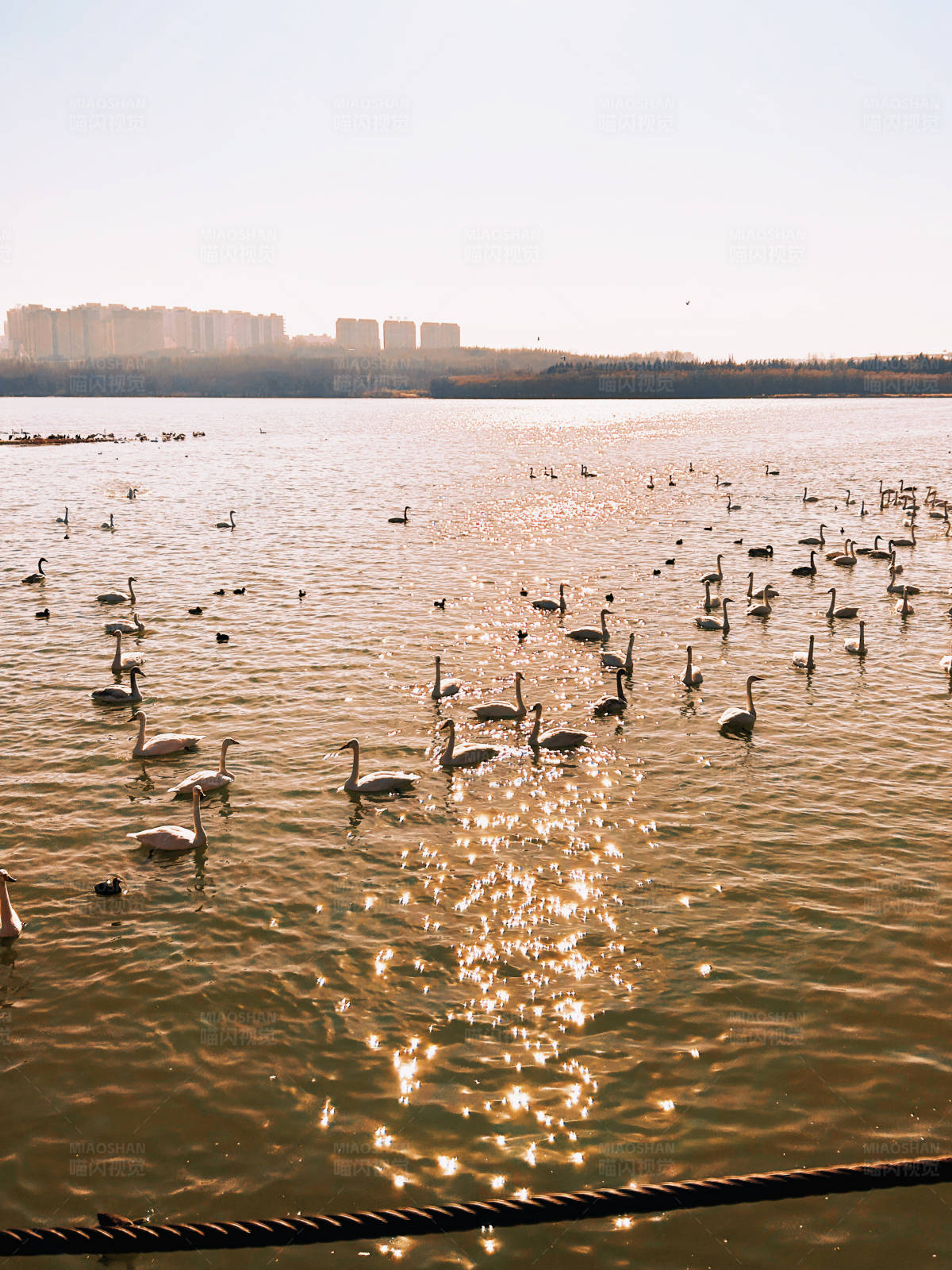 湖面天鹅群图片