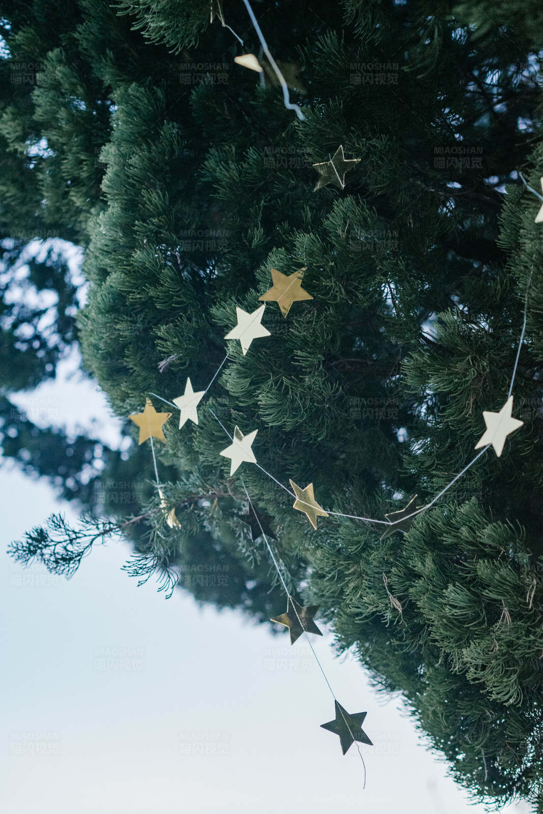 松树上的星星装饰图片