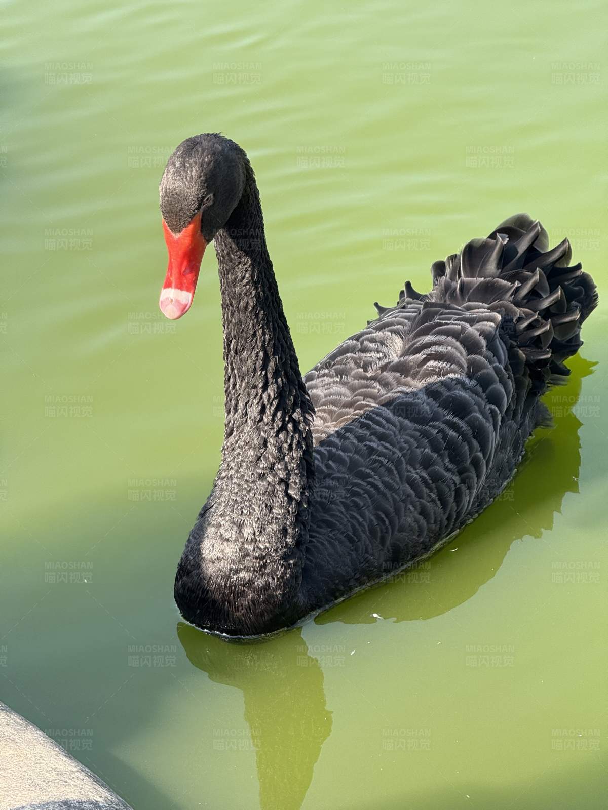 黑天鹅游水图片