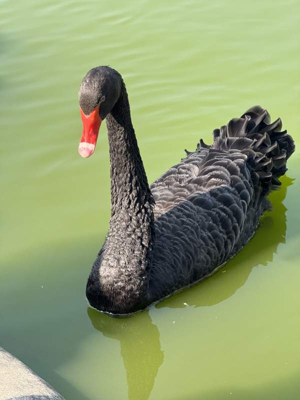 黑天鹅游水图片