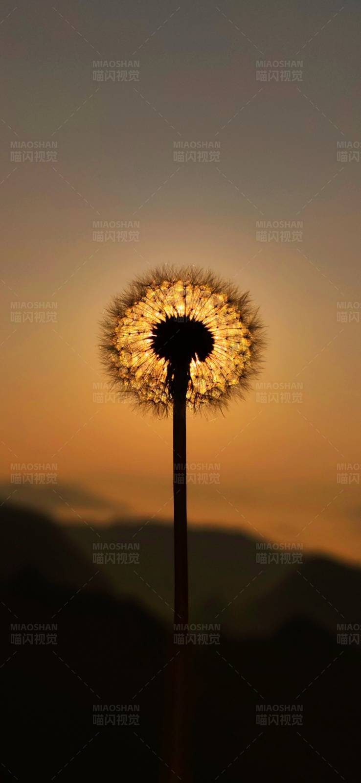 夕阳下的蒲公英图片