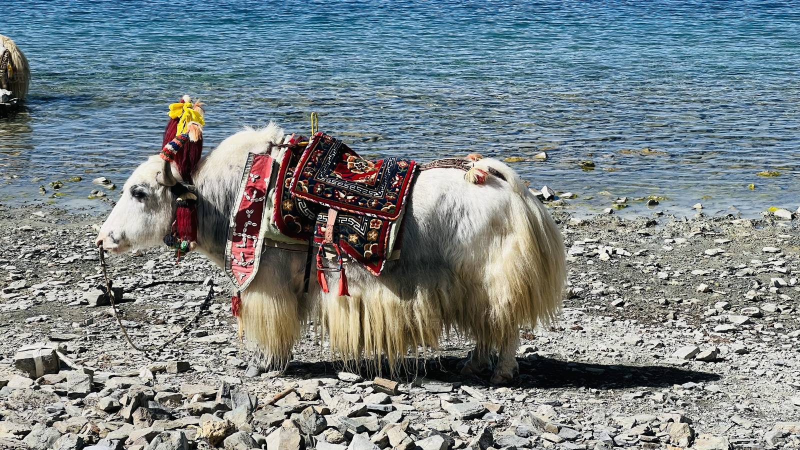 装饰牦牛湖畔图片