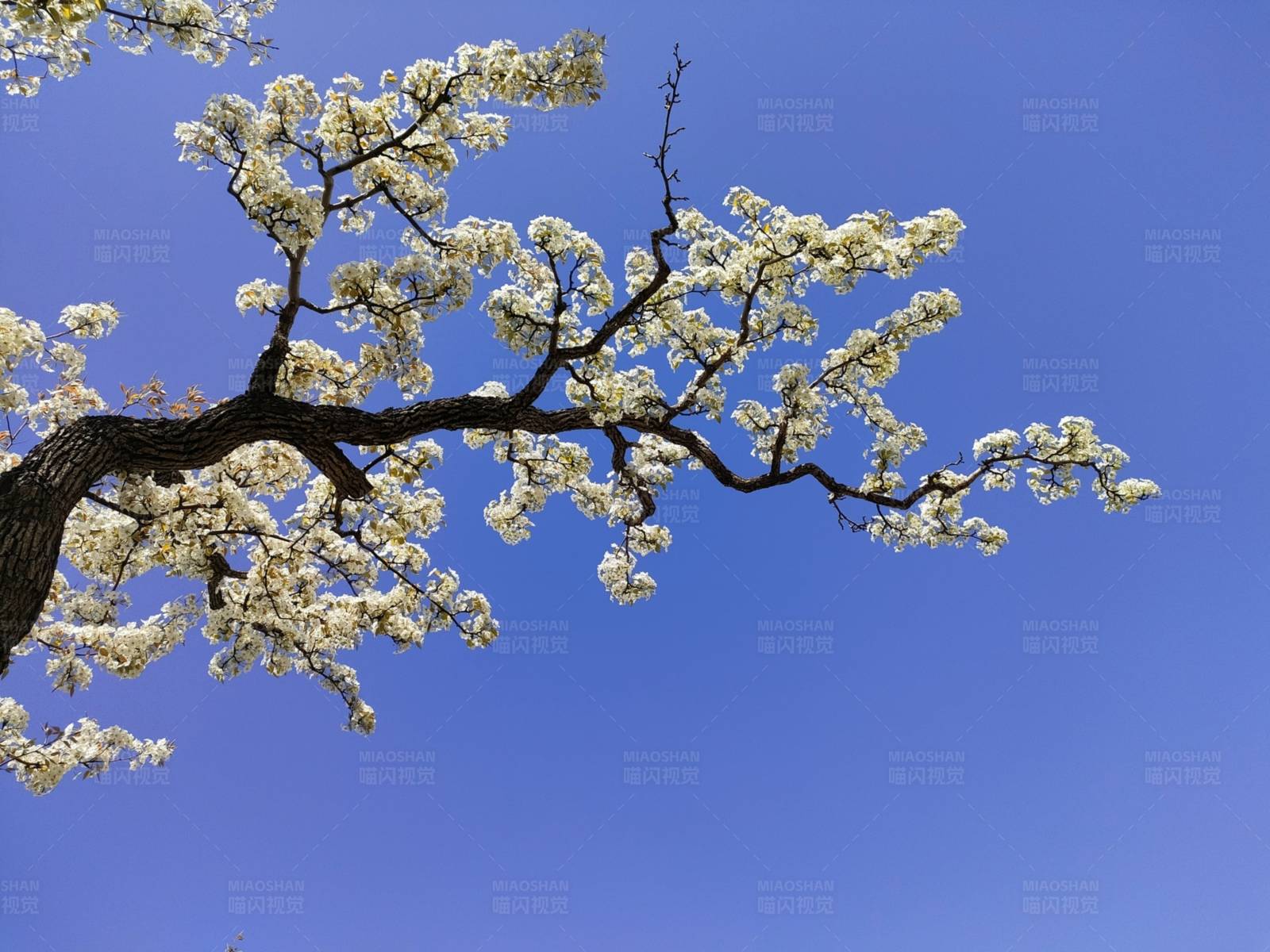 春日梨花开满枝头图片