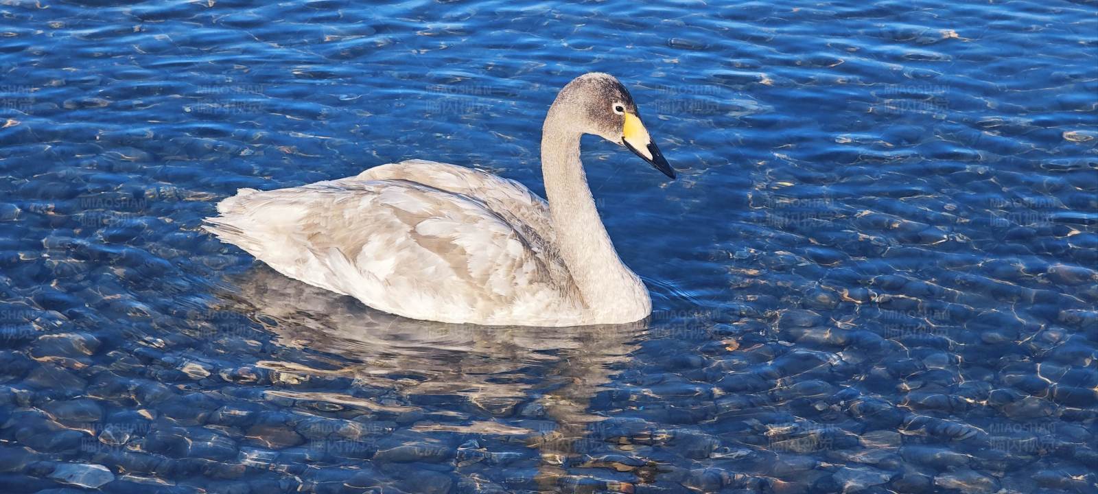 湖中游弋的天鹅图片