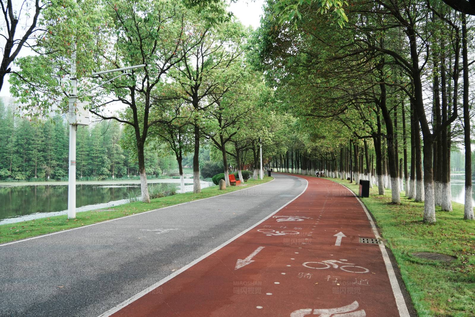 林荫道上的自行车道图片