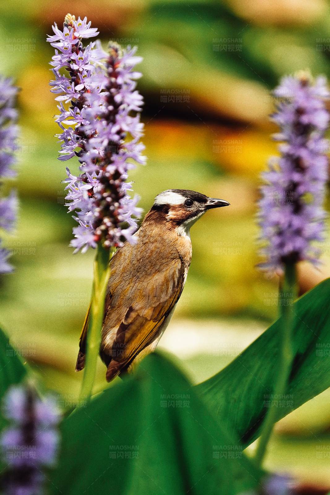 鸟儿与紫色花丛图片