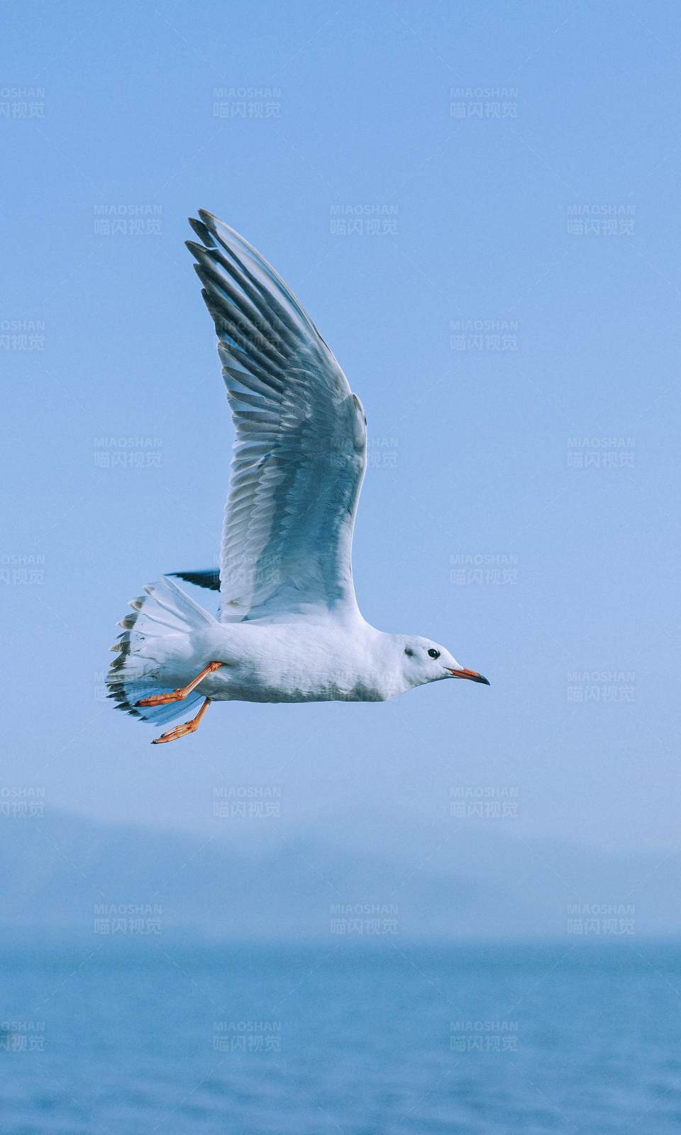 海鸥翱翔图片