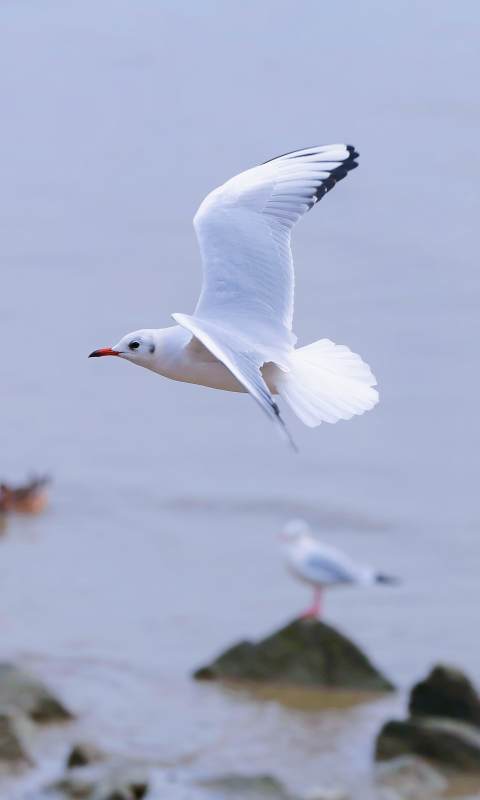 海鸥翱翔图片