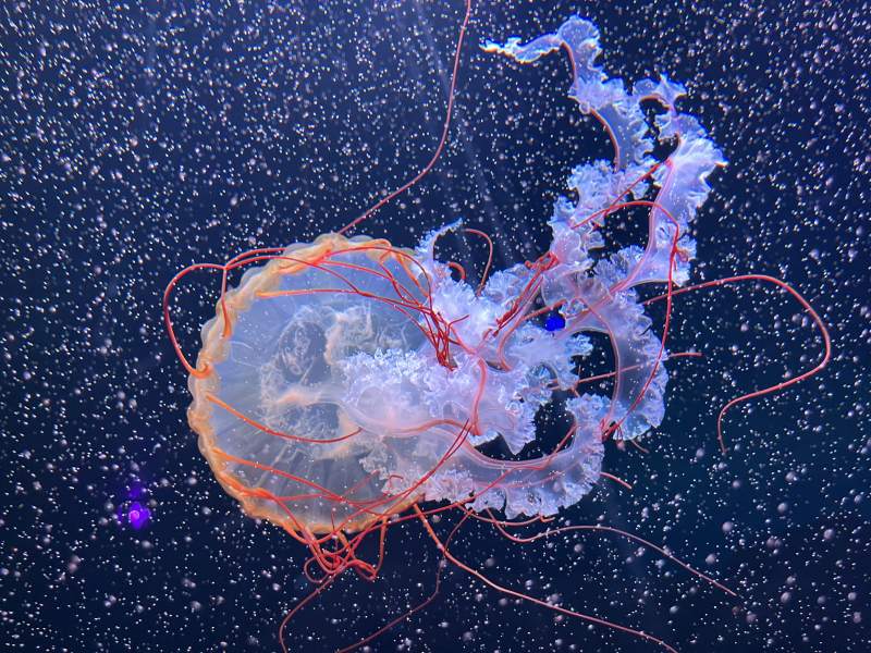 深海中的美丽水母图片