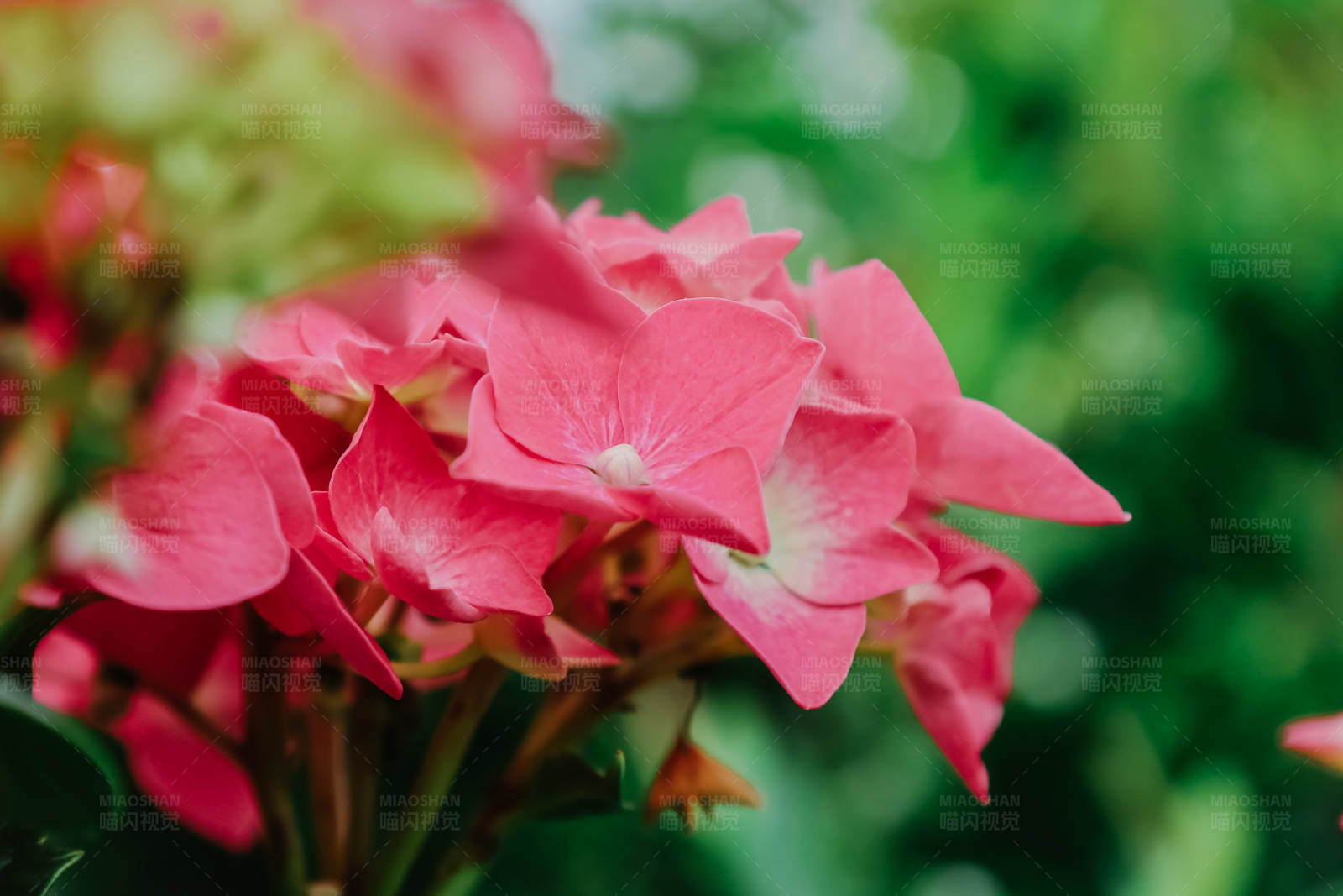 粉色花朵绽放图片