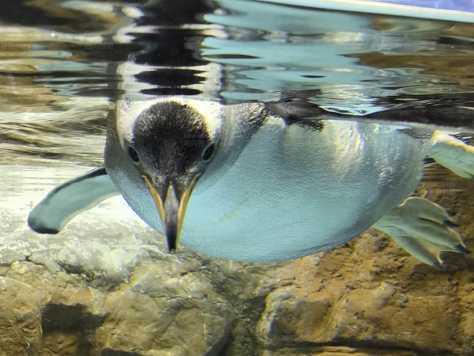 水下游泳的企鹅图片