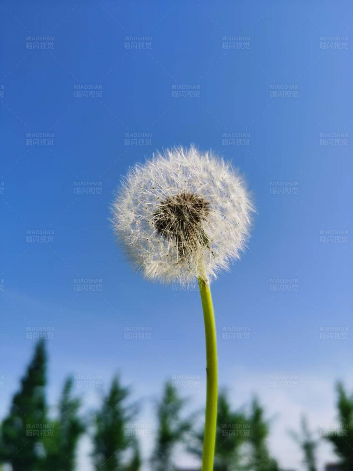 蒲公英与蓝天图片