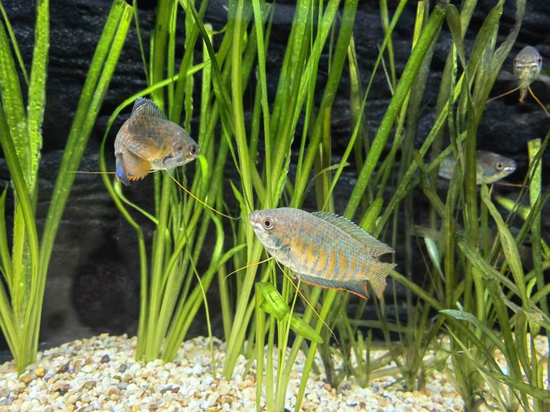 水族箱中的彩色小鱼图片