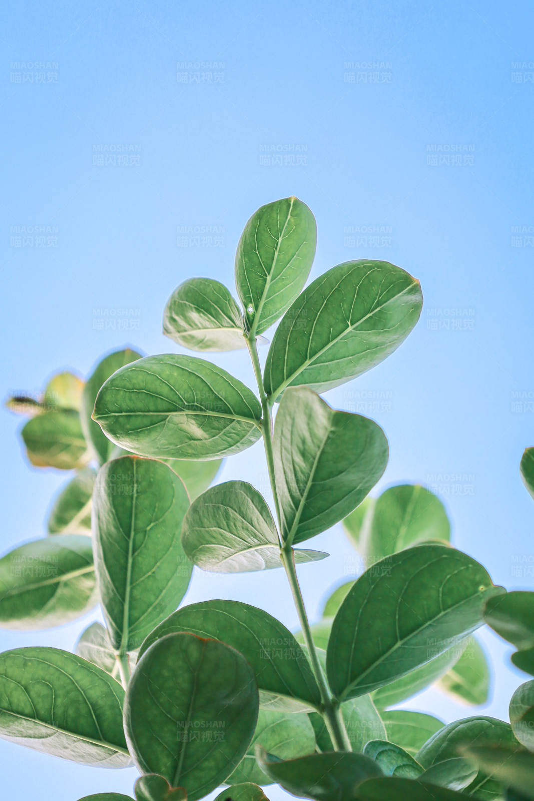 绿叶蓝天图片