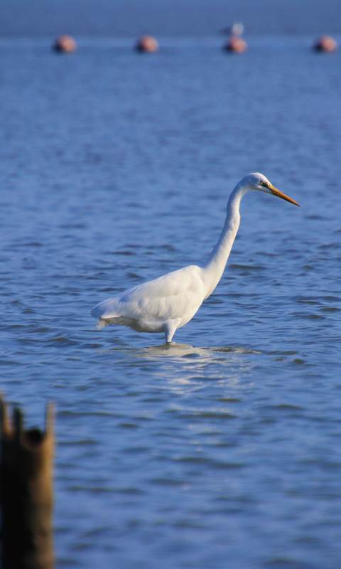 白鹭水中静立图片