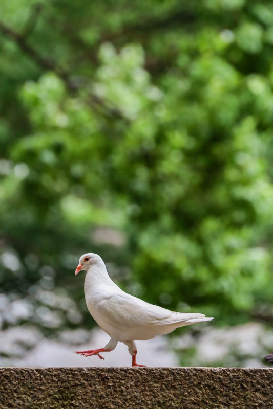 白鸽独行图片