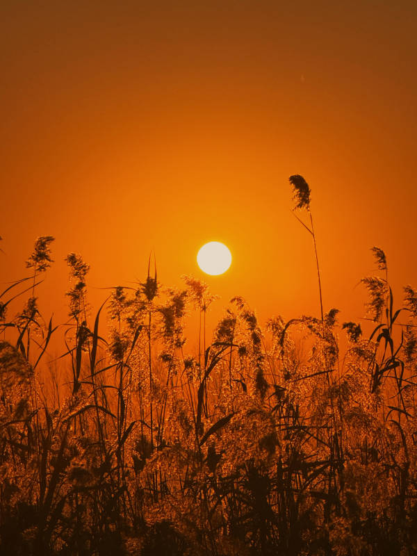 夕阳下的芦苇剪影图片