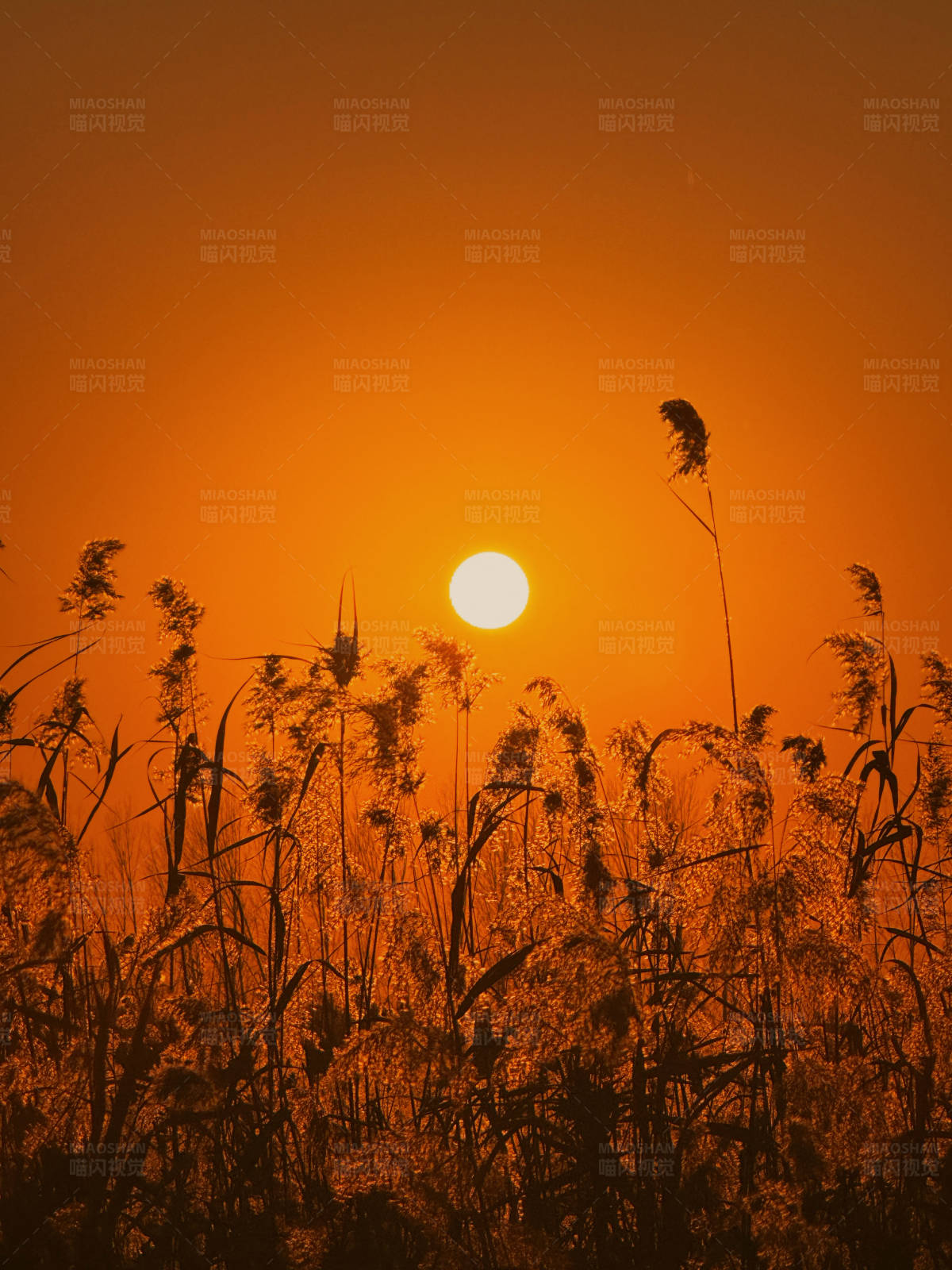 夕阳下的芦苇剪影图片