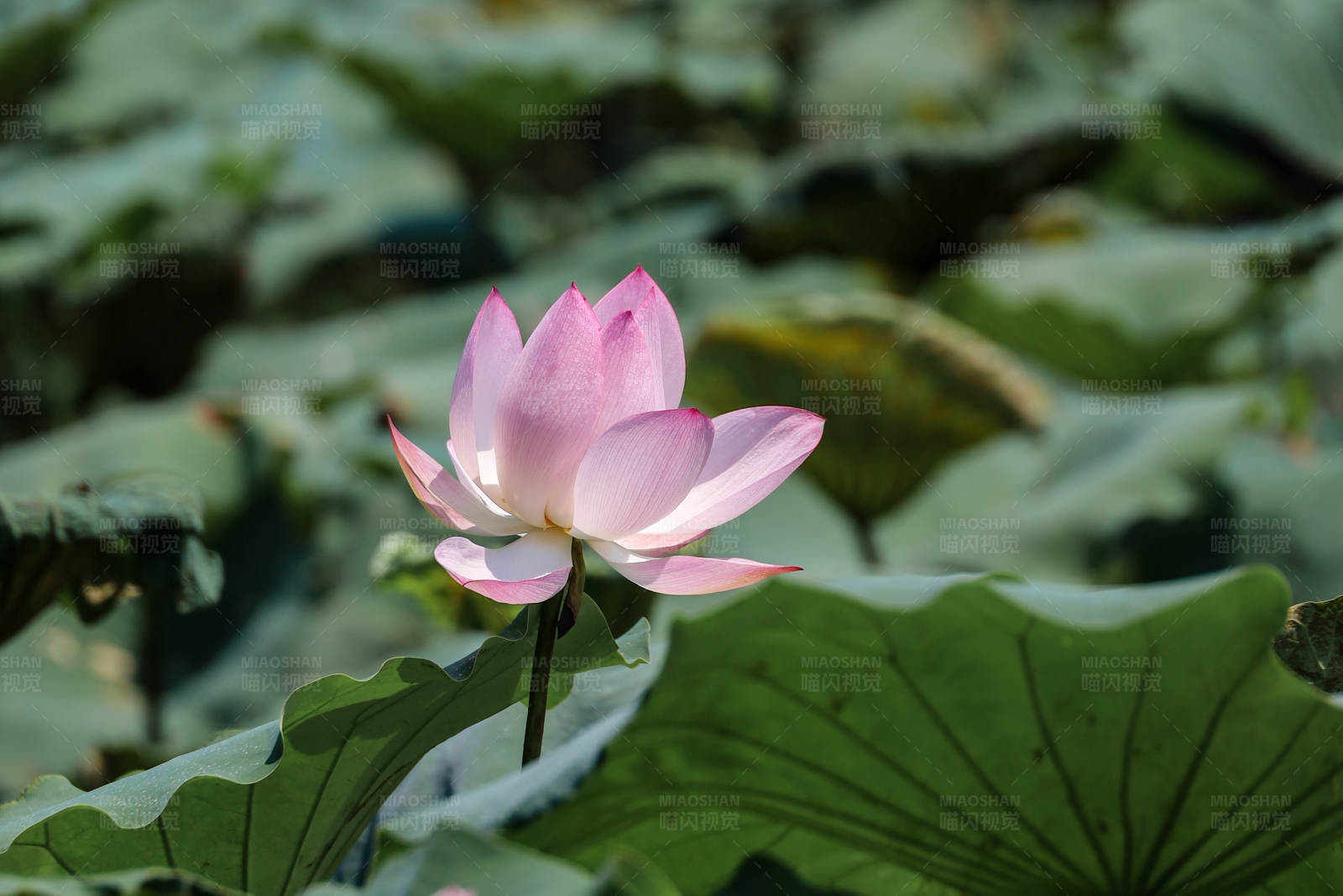池塘中的粉红莲花图片