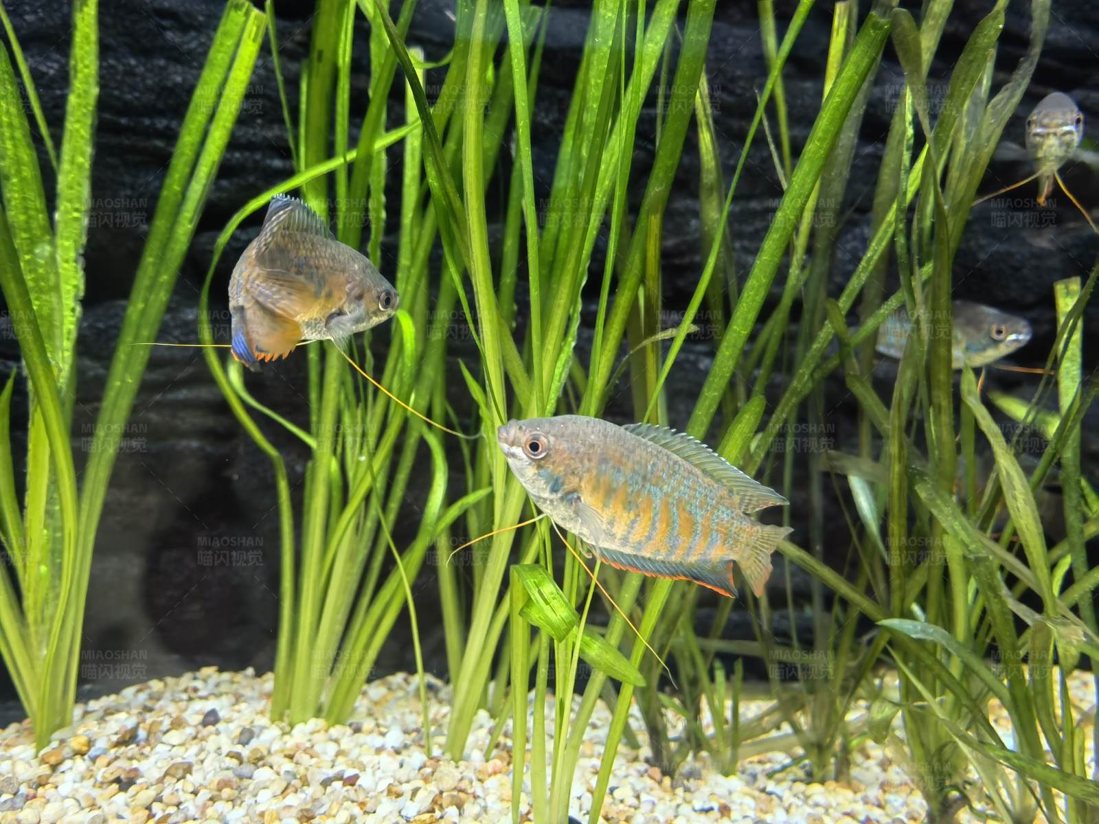 水族箱中的彩色小鱼图片