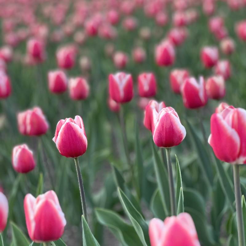 粉色郁金香花海图片