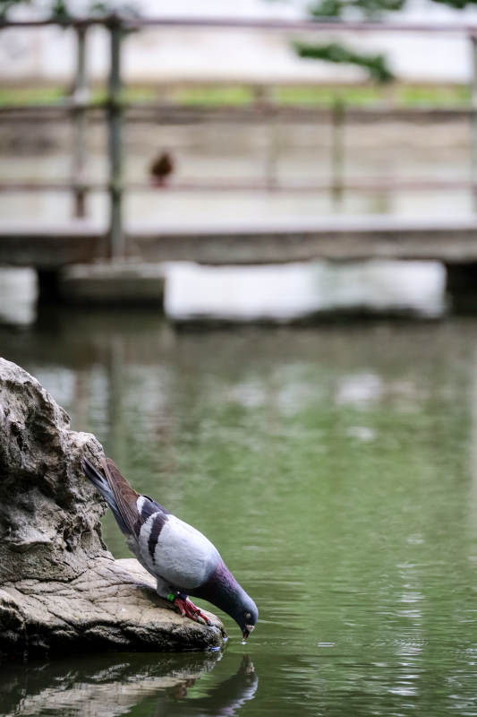 鸽子饮水图片