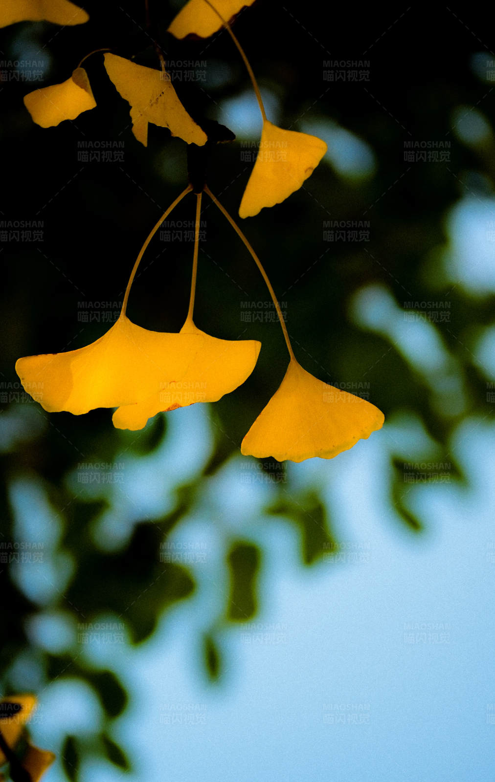 秋日银杏叶图片