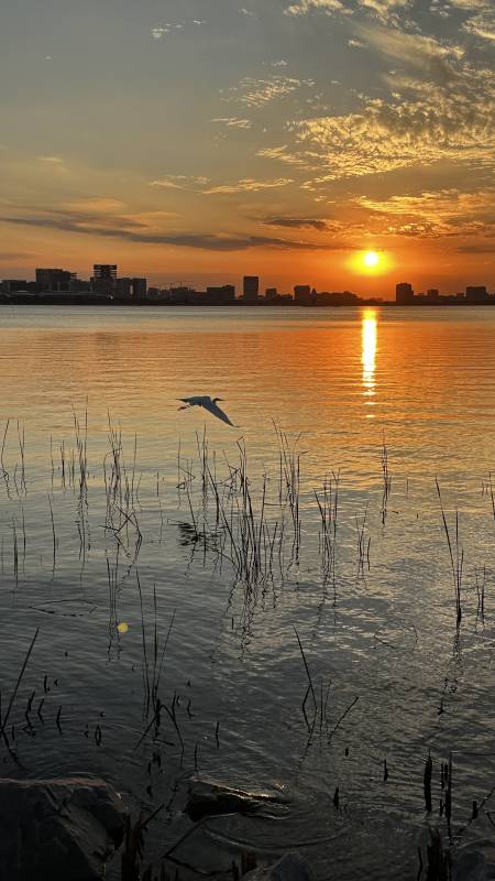 夕阳飞鸟 水岸剪影图片