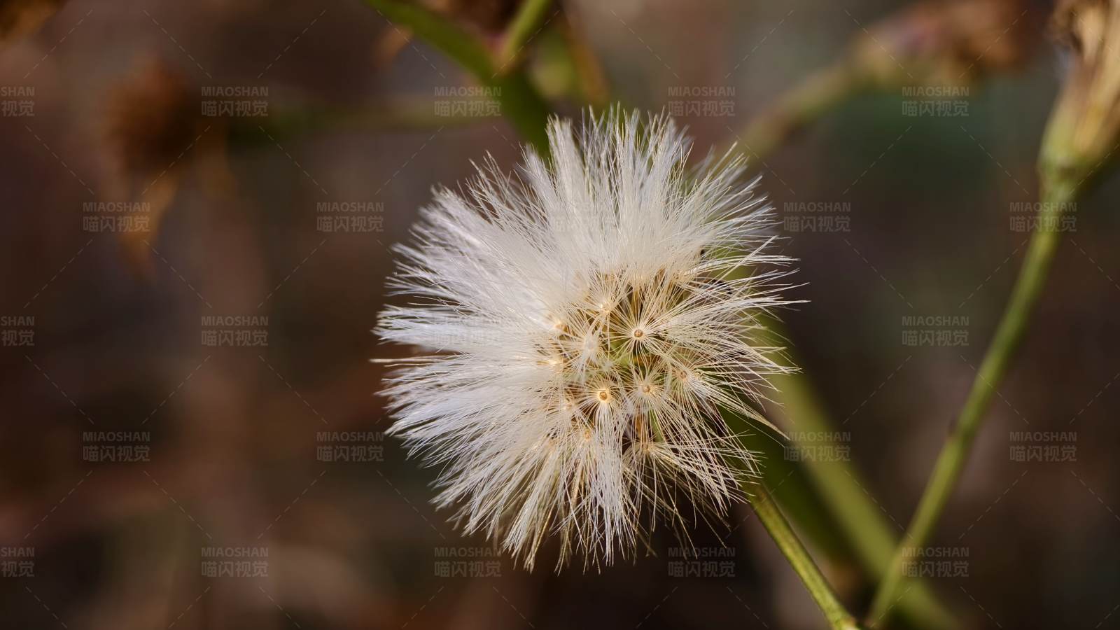 风中的蒲公英图片