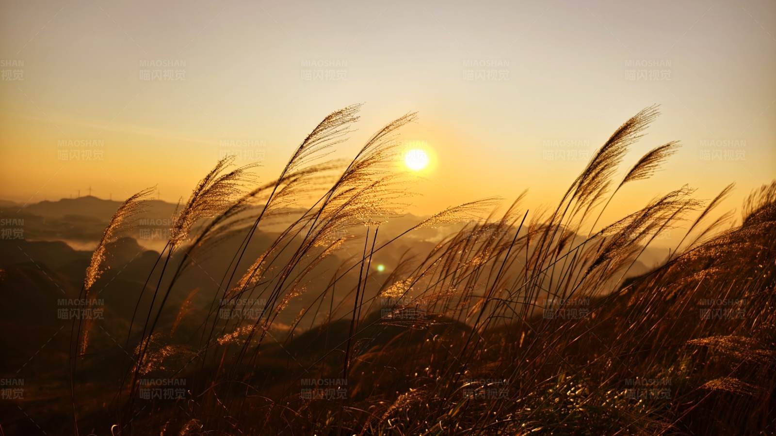 夕阳下的山间草影图片