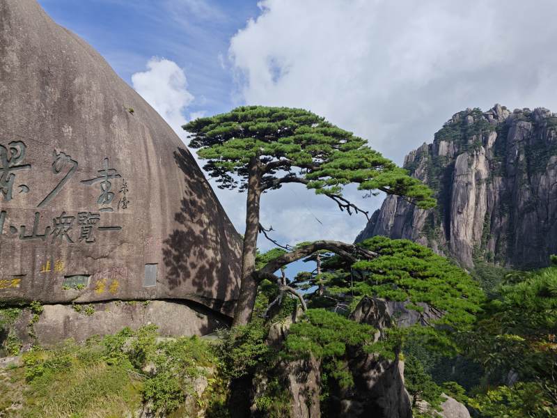 黄山迎客松图片