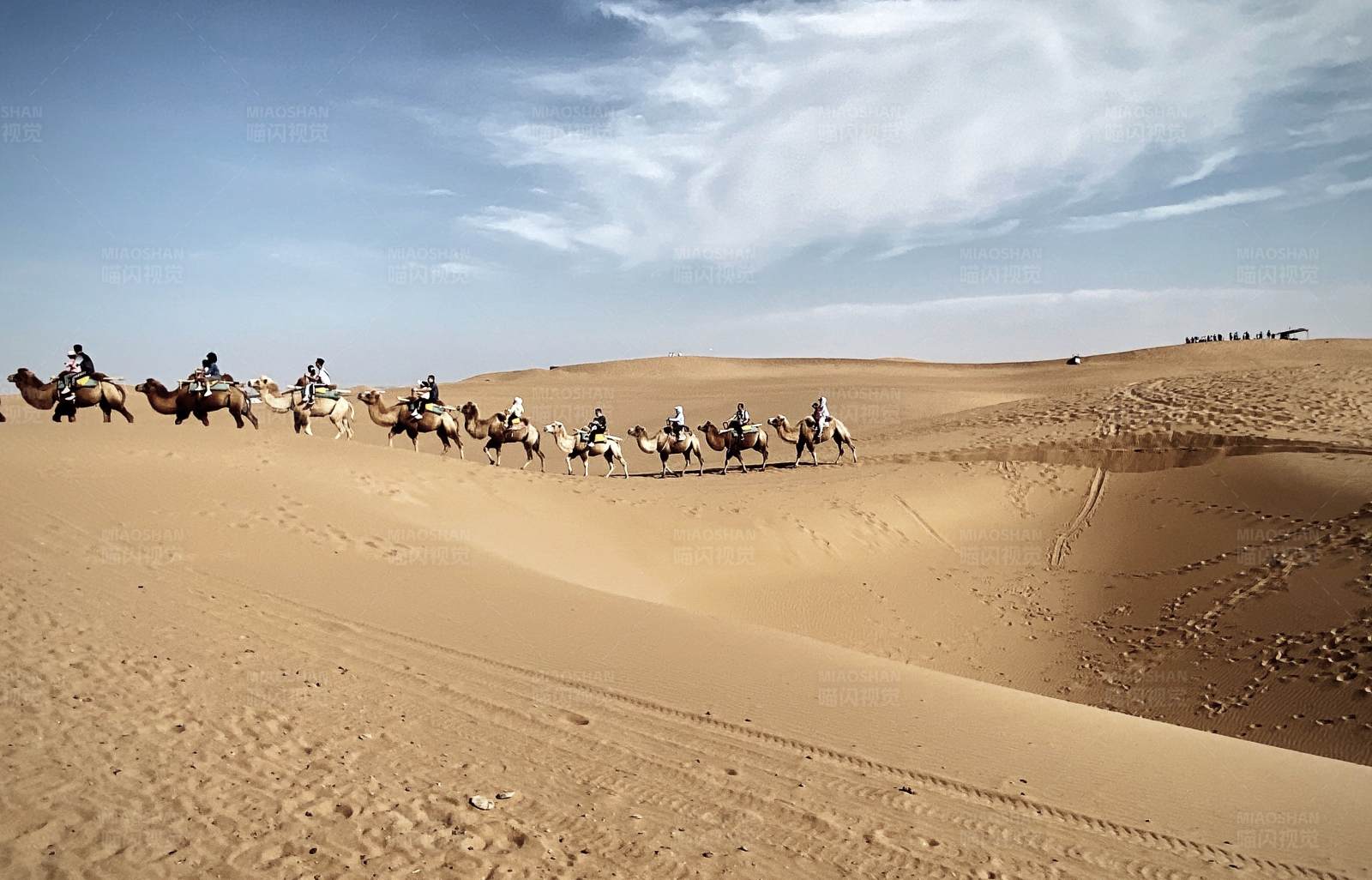 沙漠骆驼队图片