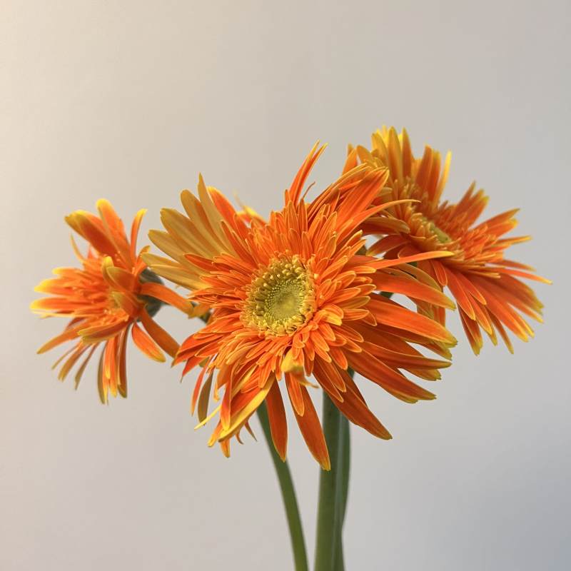 橙色雏菊的美丽绽放图片