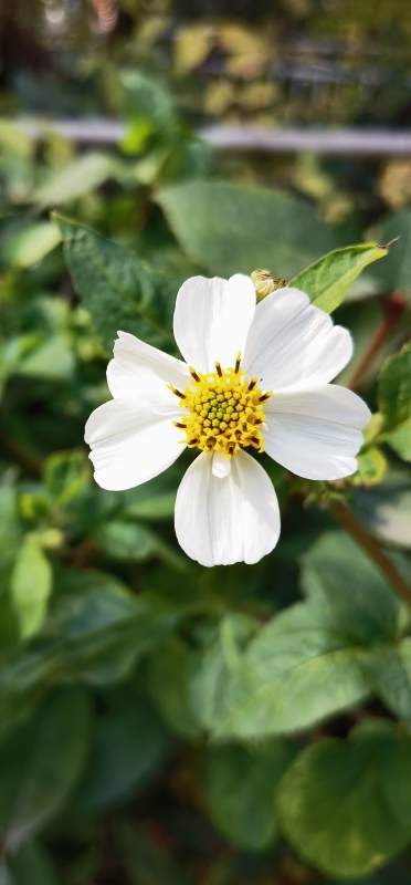 白花绽放 绿叶背景图片