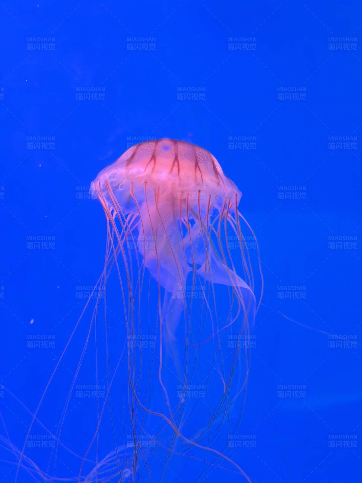 粉色水母在蓝色海洋图片