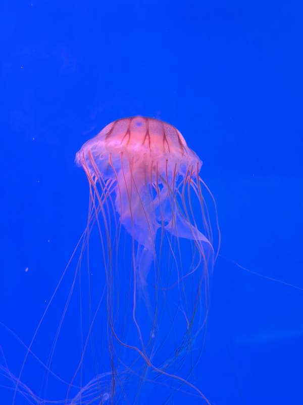 粉色水母在蓝色海洋图片