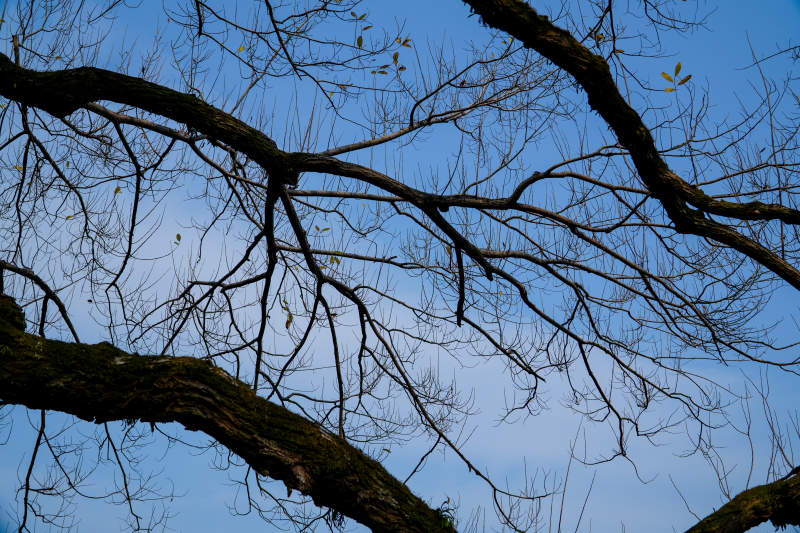 冬日树枝映蓝天图片