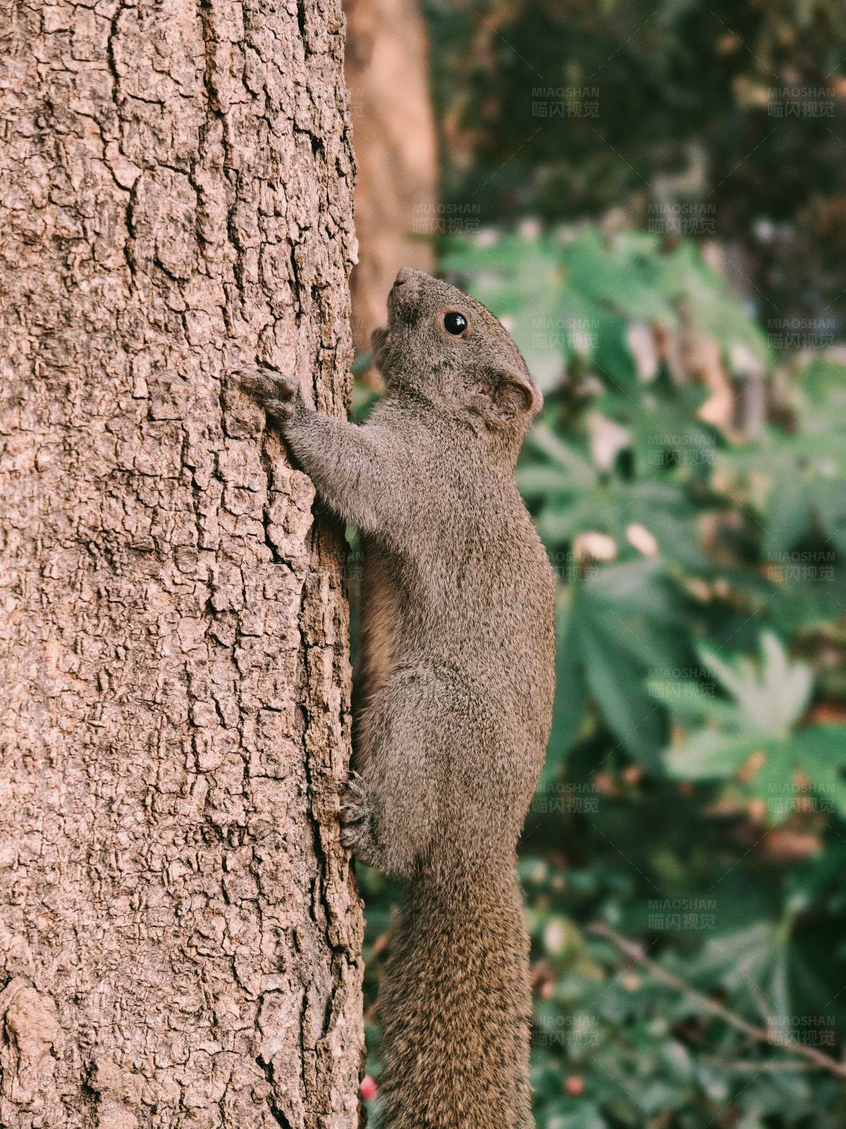 松鼠爬树图片