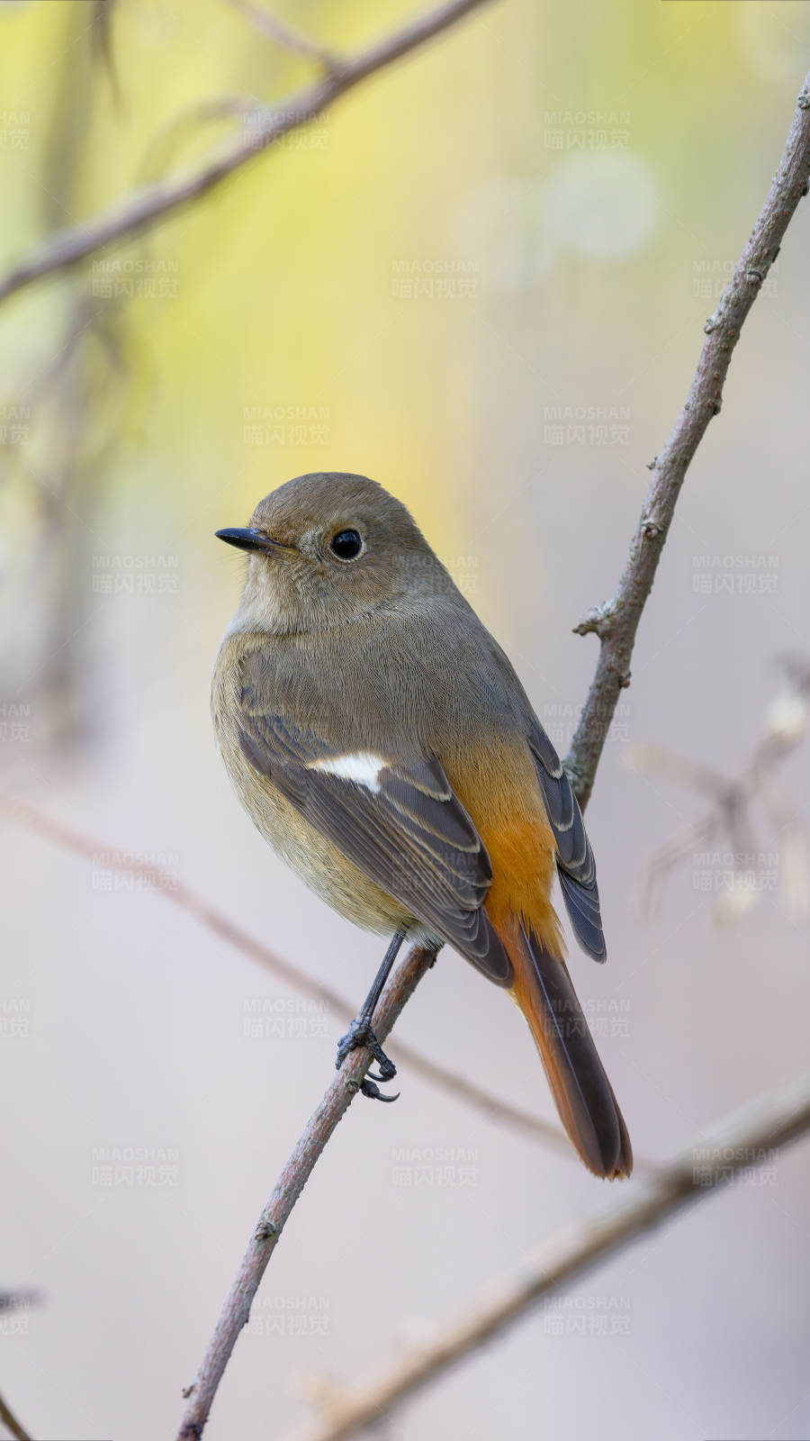 枝头上的橙尾小鸟图片