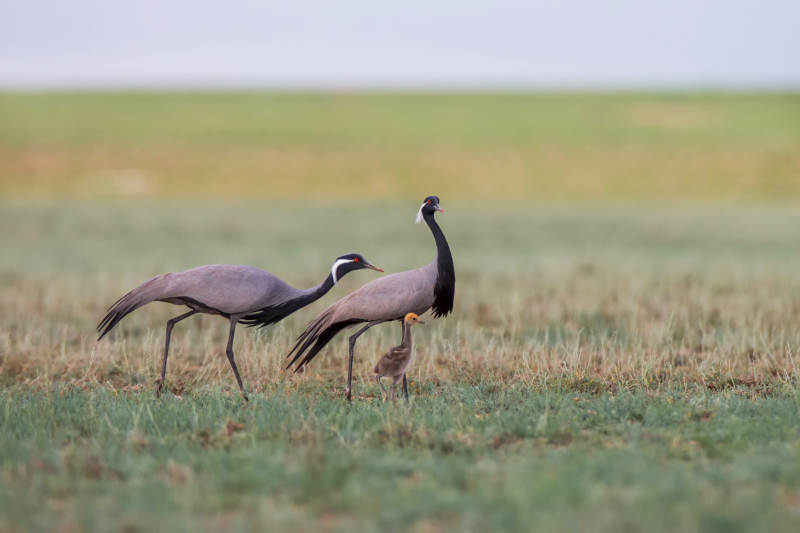 草原上的鹤类家族图片