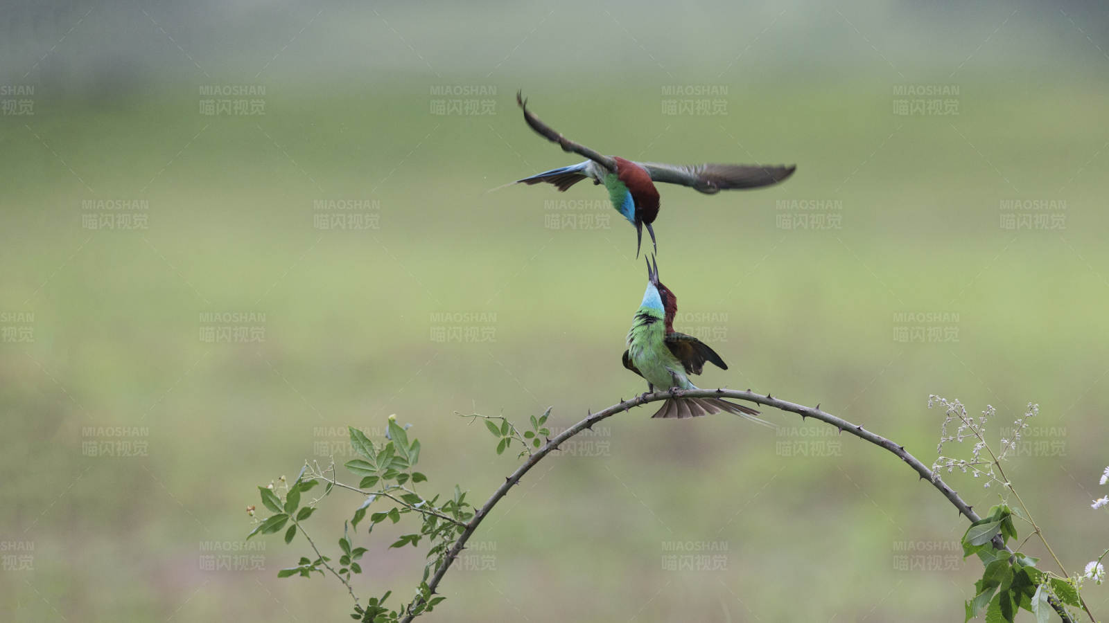 蜂鸟空中对决图片