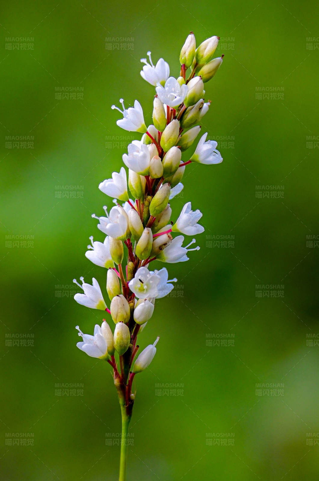白色野花特写图片