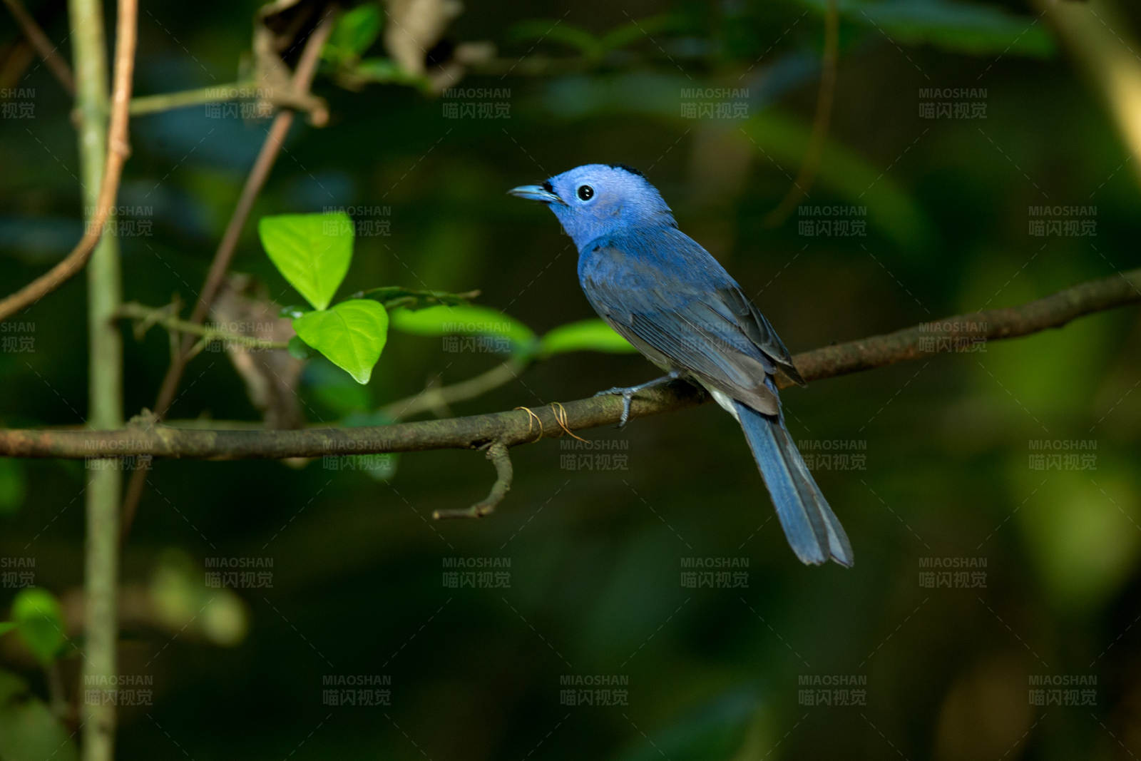 黑枕王鹟鸟栖息在树枝上图片